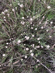 Magnoliopsida