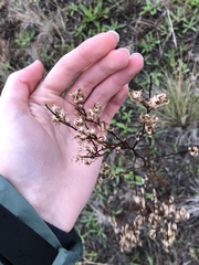 Angiospermae