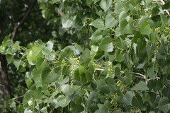 Populus deltoides