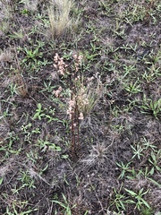 Angiospermae