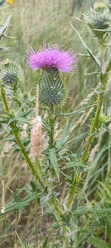 Bull Thistle