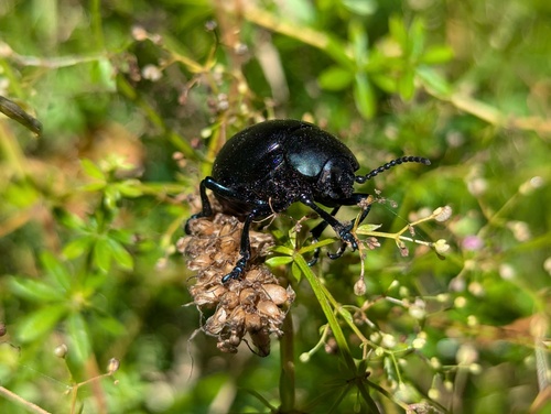 Timarcha tenebricosa