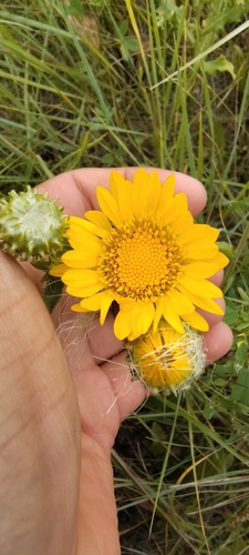 Curlycup Gumweed
