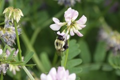 Bombus impatiens