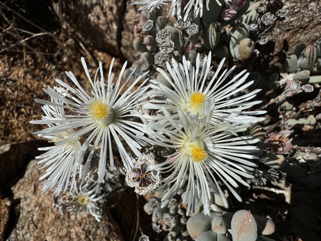 Antimima pilosula