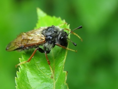 Trichiosoma lucorum