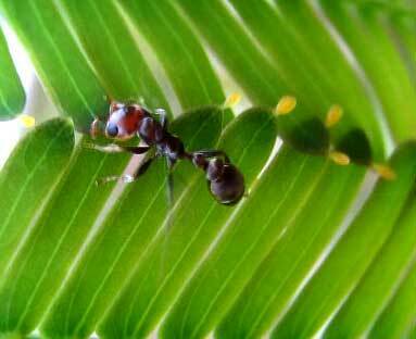 Pseudomyrmex peperi
