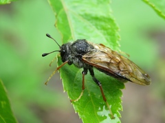 Trichiosoma lucorum