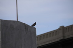 Turdus migratorius