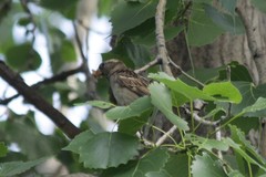 Passer domesticus