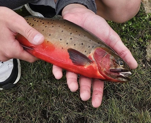 Rocky Mountain Cutthroat Trout