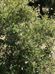 Cercocarpus betuloides blancheae