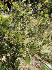 Cercocarpus betuloides blancheae