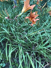 Hemerocallis fulva