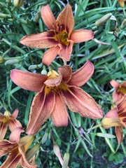 Hemerocallis fulva