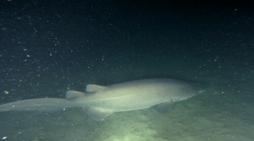 Prickly shark (Echinorhinus cookei) — Echinorhinidae — 4