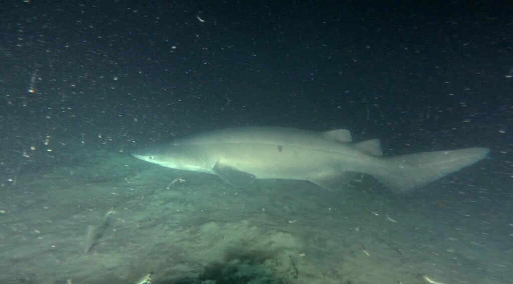 Prickly shark (Echinorhinus cookei) — Echinorhinidae