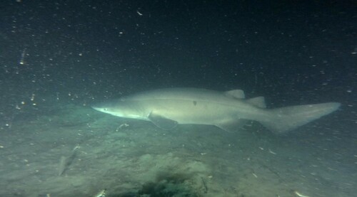 Prickly shark (Echinorhinus cookei) — Echinorhinidae