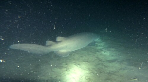 Prickly shark (Echinorhinus cookei) — Echinorhinidae — 3