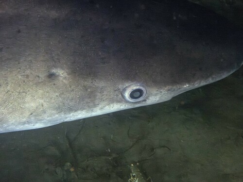Prickly shark (Echinorhinus cookei) — Echinorhinidae — 2
