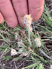 Plantago helleri