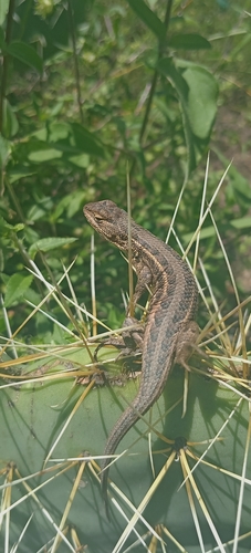 Coleman's Bunchgrass Lizard, Sceloporus samcolemani