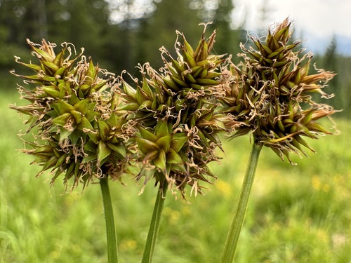 chamisso sedge (Carex pachystachya)