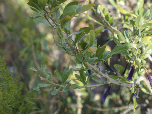 Dunalia spinosa, photograph 2