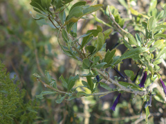 Dunalia spinosa, photograph (c) Frank Dietze, some rights reserved (CC BY)