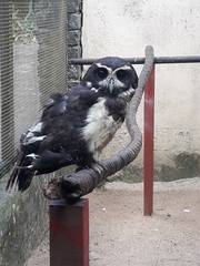 Pulsatrix