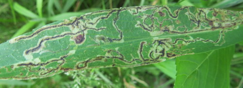 Liriomyza eupatorii photo 5