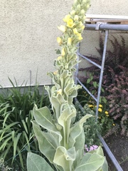 Verbascum thapsus