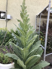 Verbascum thapsus