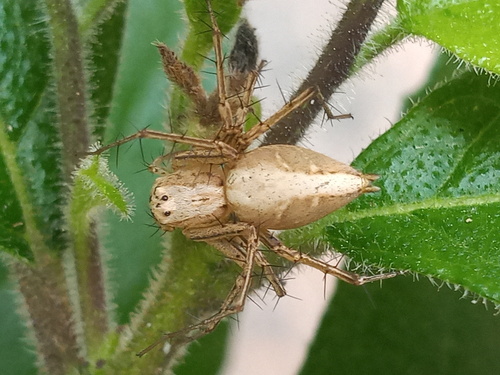 Oxyopes bifissus