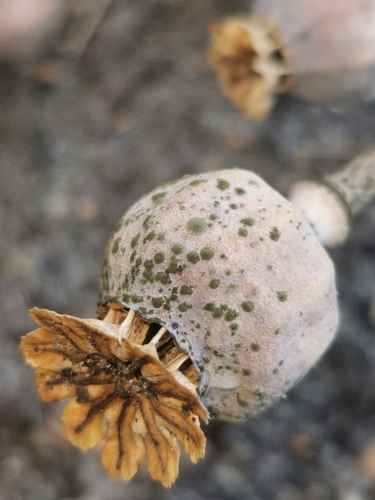 Verrugose (Cladosporium herbarum)