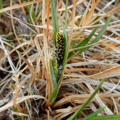 Carex microchaeta
