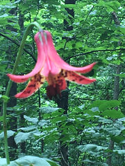 Lilium canadense