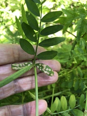 Poecilocapsus lineatus