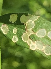 Poecilocapsus lineatus