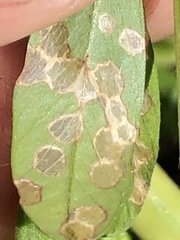 Poecilocapsus lineatus