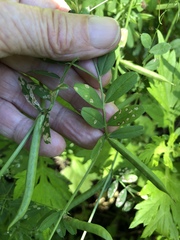 Poecilocapsus lineatus