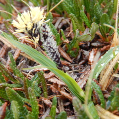 Carex microchaeta