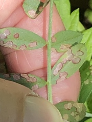 Poecilocapsus lineatus