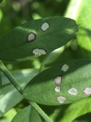 Poecilocapsus lineatus
