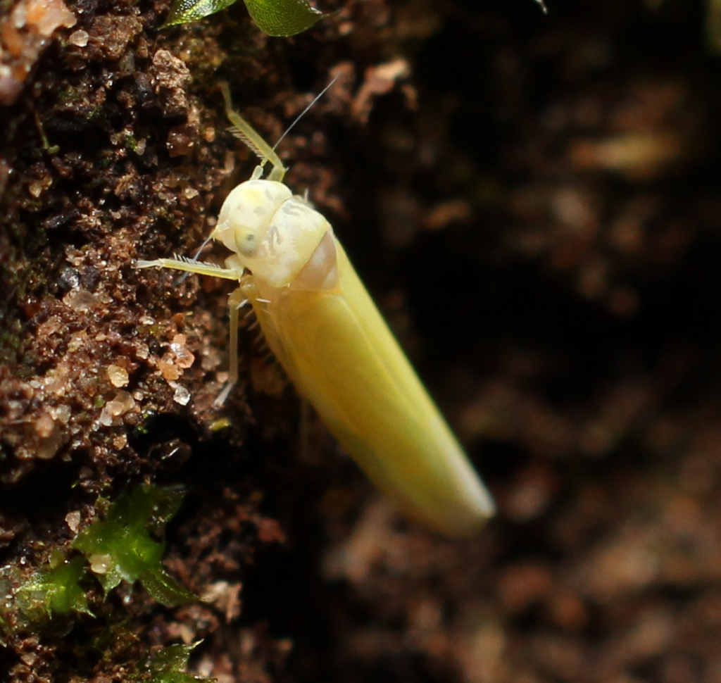 Leafhopper