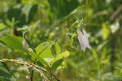 Campanula punctata punctata