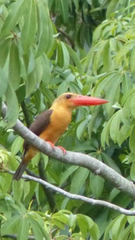 Pelargopsis amauroptera