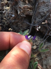 Lupinus brevicaulis