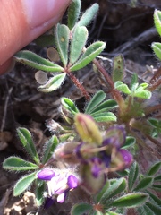 Lupinus brevicaulis