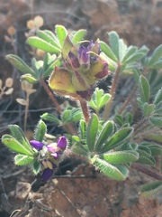 Lupinus brevicaulis